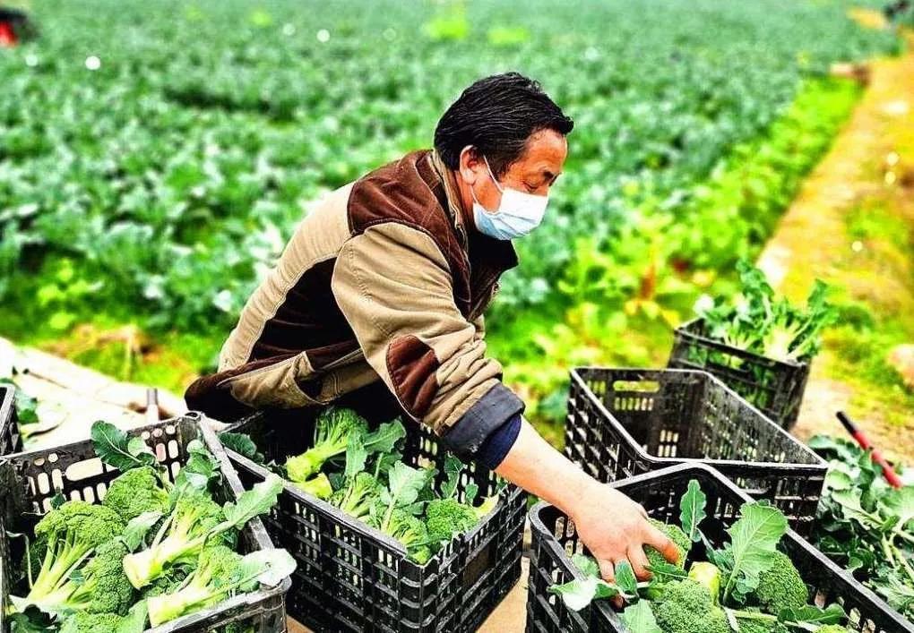 拼多多也开始为滞销农产品寻找出路,京东在2月10日开通了"全国生鲜