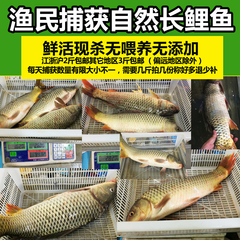 淡水鱼自然长捕获鲤鱼鲜活现杀新鲜大小鲤鱼野鱼500g生鲜水产食用